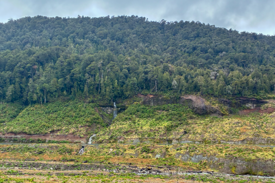 Proyecto de restauración de bosque en la Provincia de Palena es reconocido por la FAO a nivel mundial como un caso de éxito.